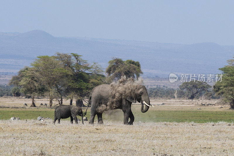 大象沙浴，loxodonta africana，肯尼亚